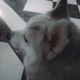 拉肚子可以