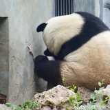 盼盼Bear