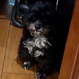 特拉老大哥