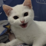 Yyyy