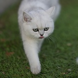 xia_ningze