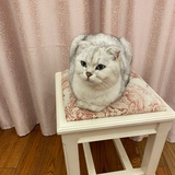 汤圆家长