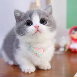 茉莉奶绿