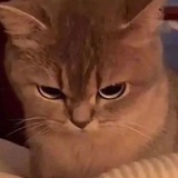 不吃萝卜