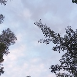 TT