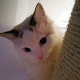 猫小毛Ju