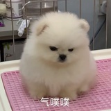 蔡徐坤）没票版