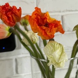 corn poppy