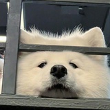 茄皇