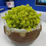 往来无白丁