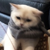 圣火昭昭