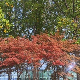 悠悠