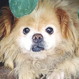 韶华倾覆泪断弦