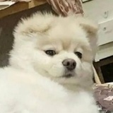 张升升