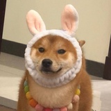 薛定谔的狗.