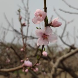 梧桐