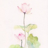 莲君