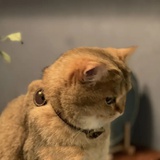 殇