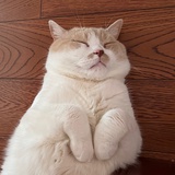 吾皇