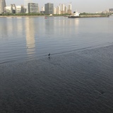 海上小鹿SH