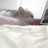 汤圆