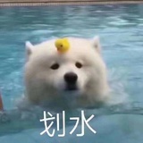 今天吃车厘子了