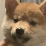 eg o