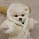 哈拉芋泥