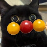 橘
