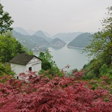 雨桑