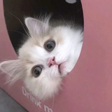 小喵喵