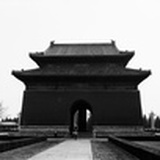 有毅力的柳叶琴