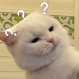 狐狐不想睡