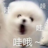 momo(竞选金球