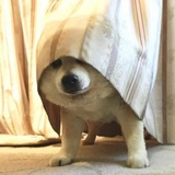 半个多火Iv
