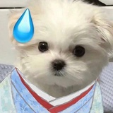 明月昭昭