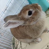 懒阳阳99