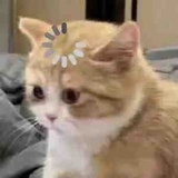 小小小小虾滑