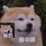 金丝眼镜猫