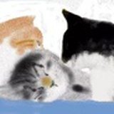 猫猫晒土豆