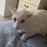 猫猫到底理解嘛