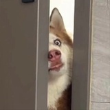 红杉树