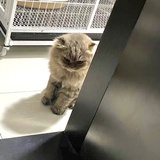 黑山老妖