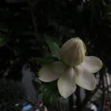 懿老叔