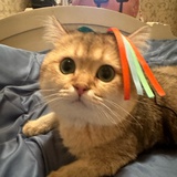 萌猴奇遇记