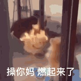 黑猫