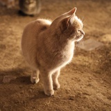 猹猹