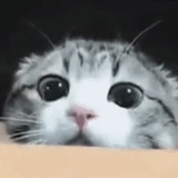 爪爪