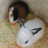 容