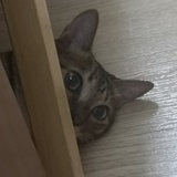 胡小萝的萝卜头